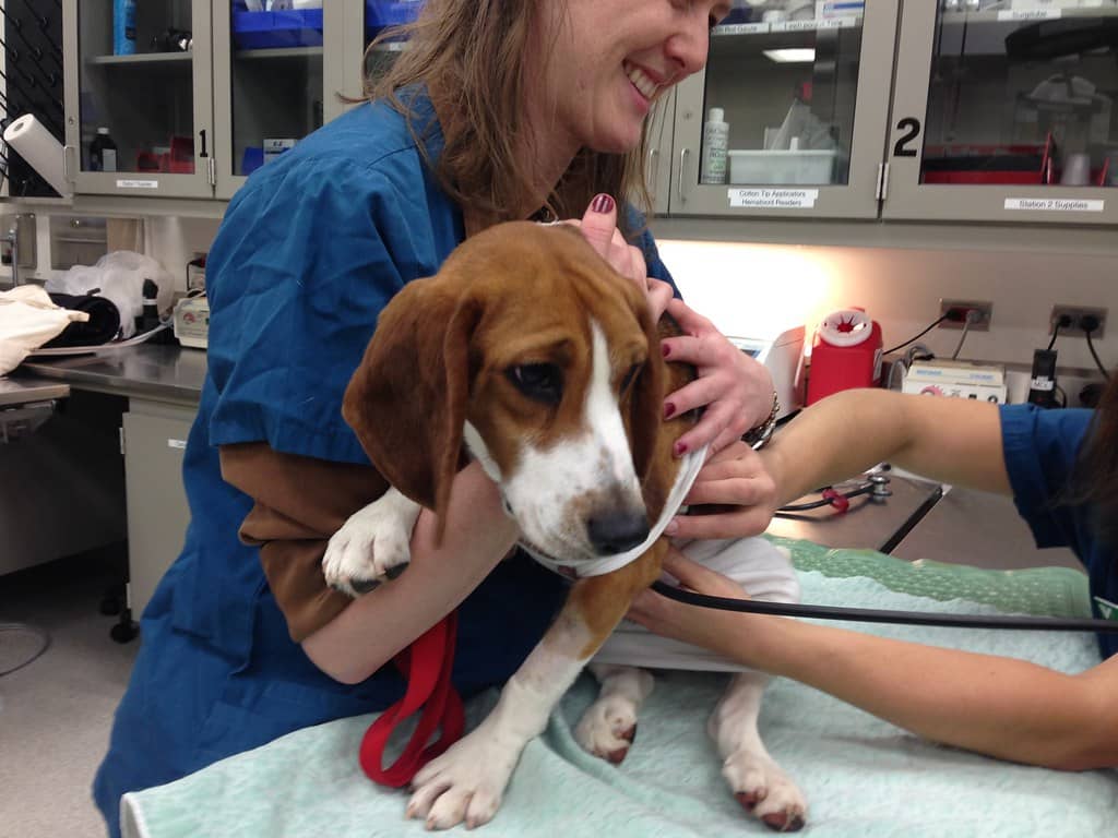 Veterinary Clinics Blog
